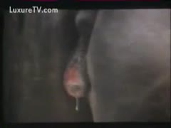 In this episode, backstage video from a movie shows a horse getting the greatest hard-on.